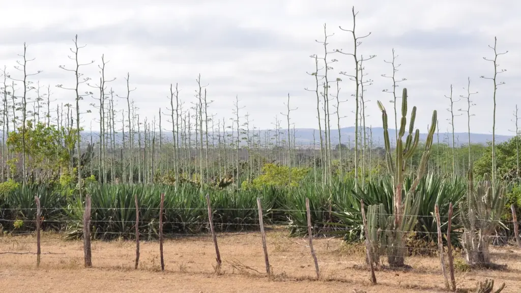 Plantação de sisal com cactos e cerca em área de clima semiárido