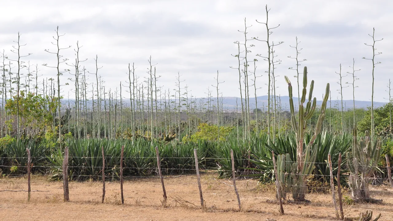 Plantação de sisal com cactos e cerca em área de clima semiárido