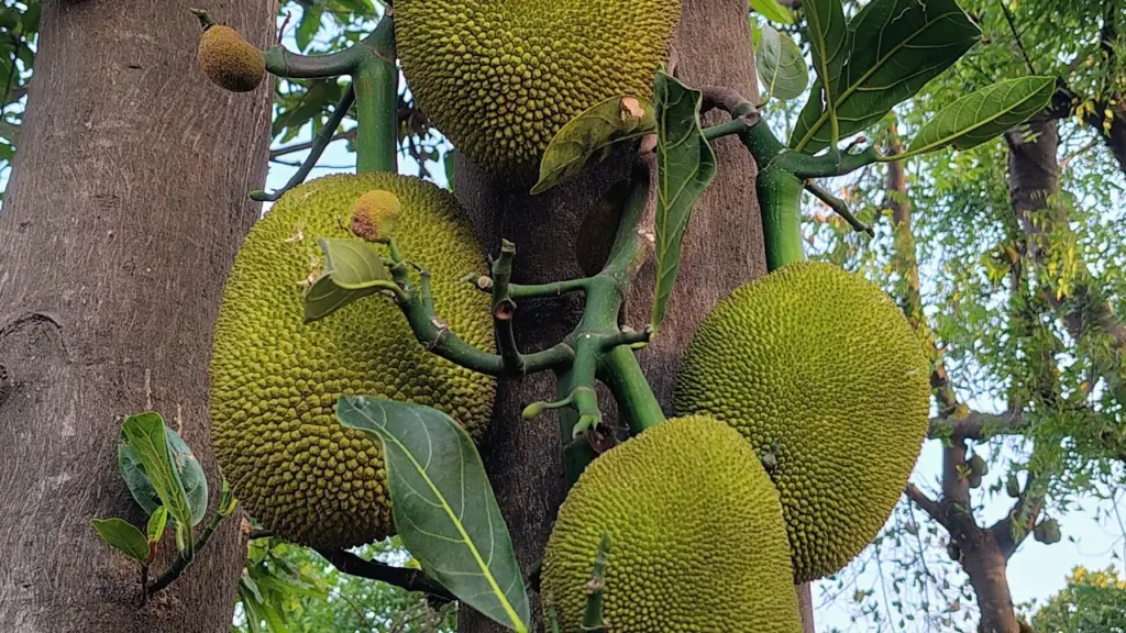 Jacas verdes ainda presas ao tronco da jaqueira