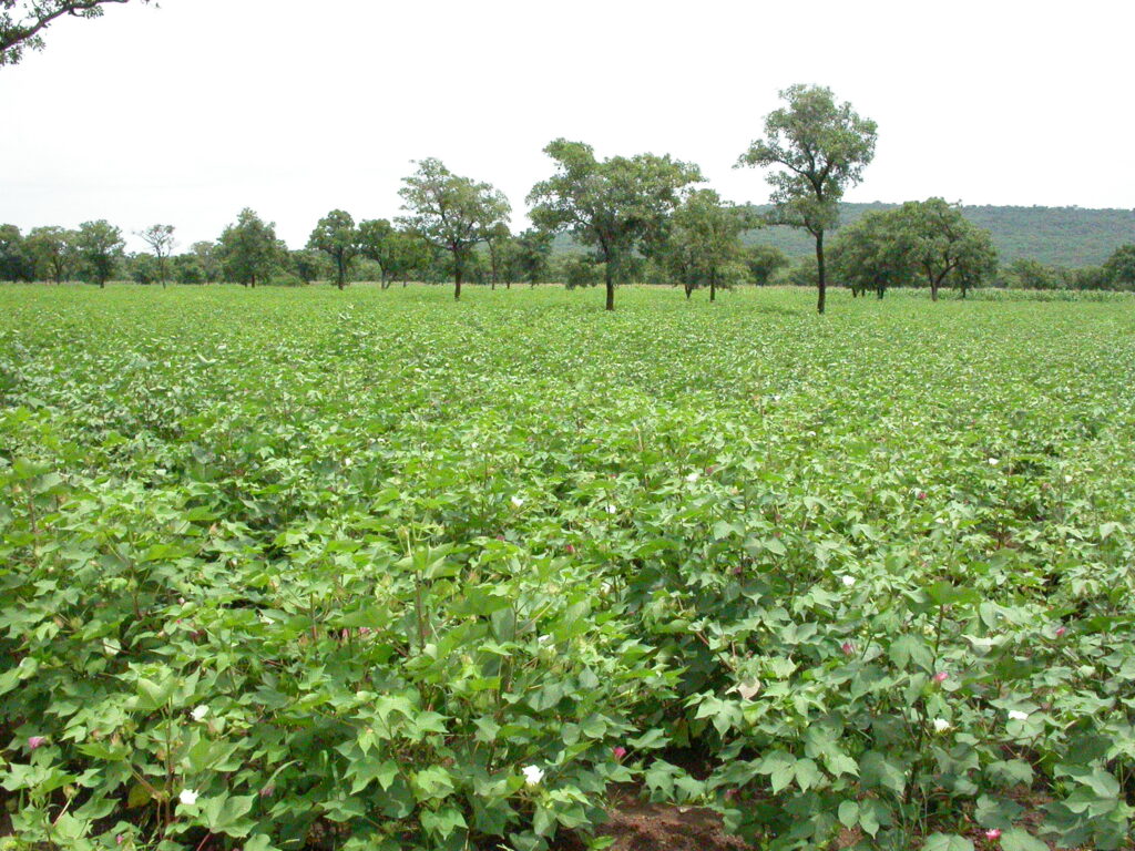 Plantas de algodão alinhadas em lavoura