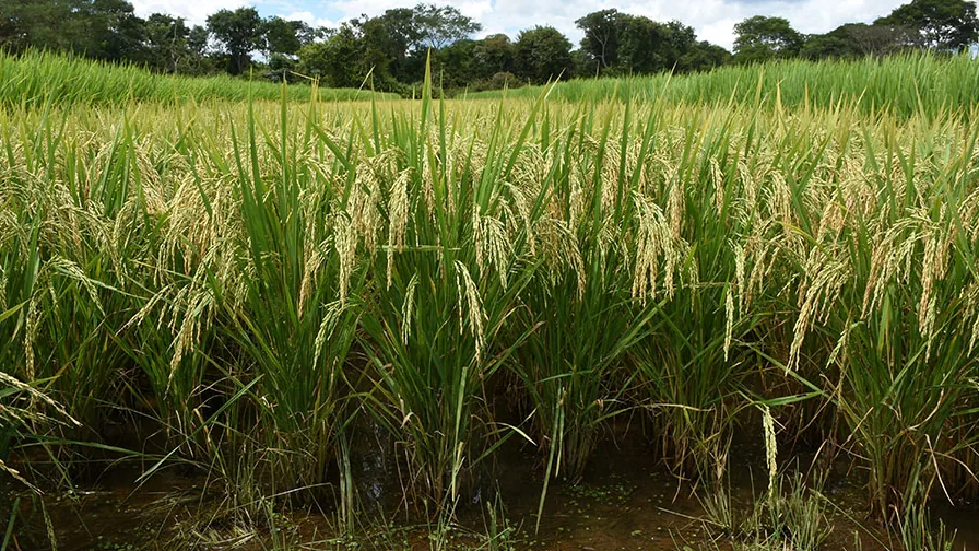 Lavoura de arroz da cultivar BRS A705, material associado à resistência à cigarrinha-do-arroz
