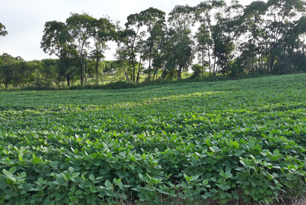Lavoura verde de soja em Novo Barreiro, no Rio Grande do Sul