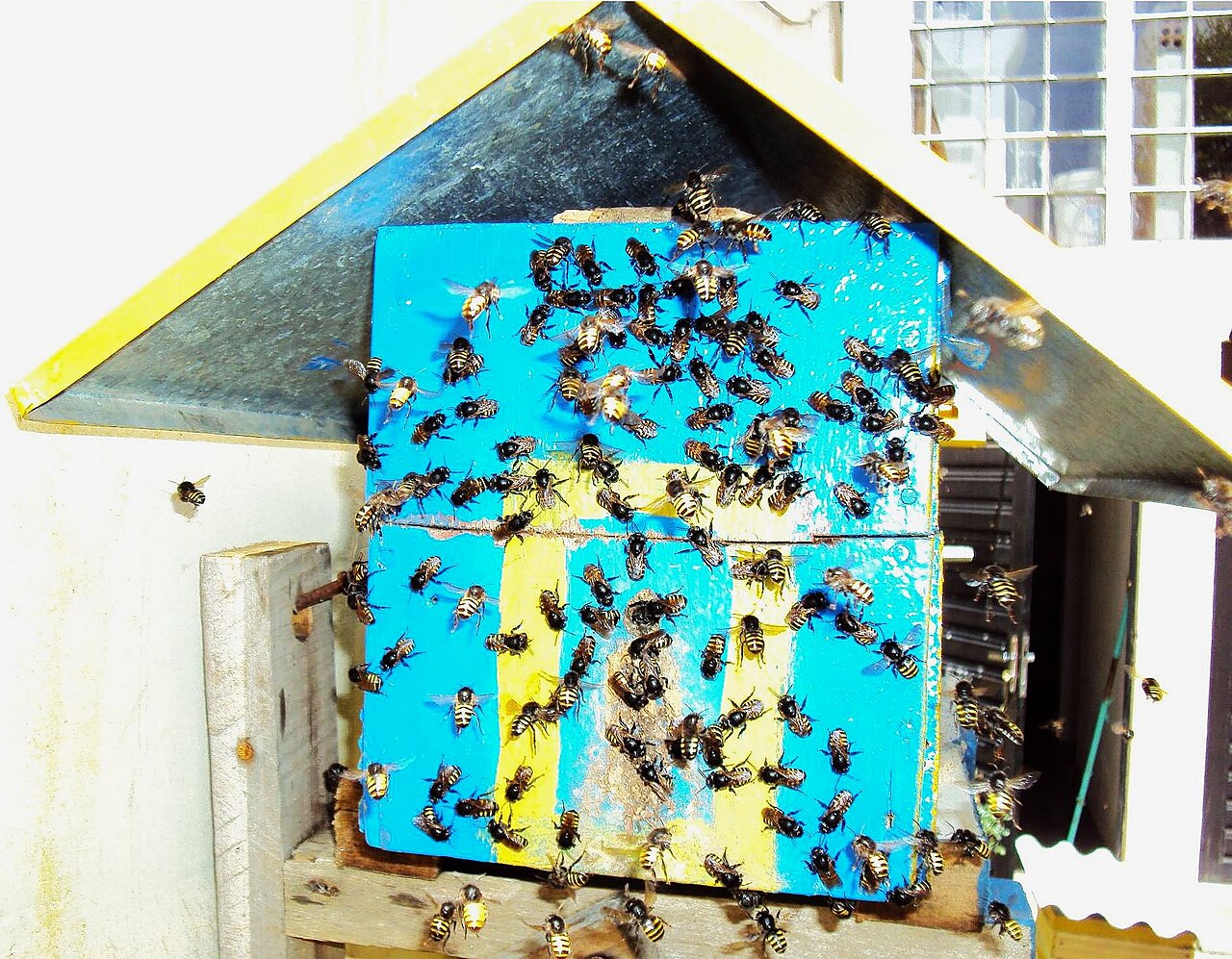 Abelhas mandaçaia na entrada de caixa azul e amarela