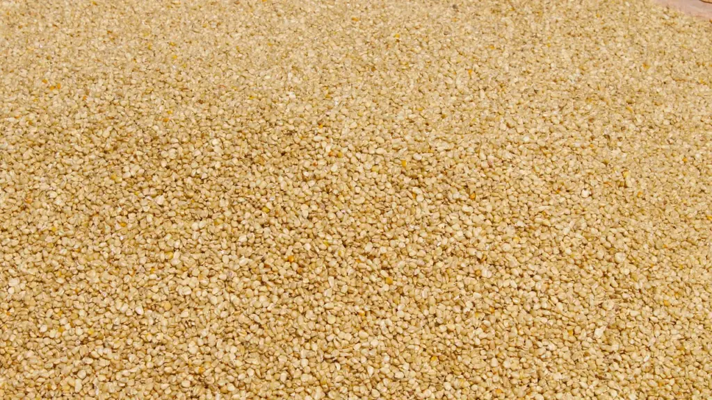 Grãos de milho armazenados, imagem contextual para explicar a alimentação animal no ProVB