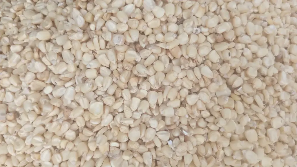 Grãos de milho usados como imagem contextual para alimentação animal e estoques públicos