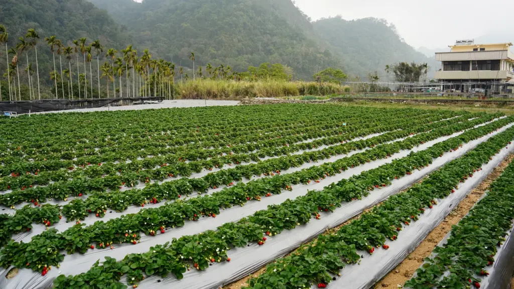 Plantação de morangos em canteiros cobertos, com frutos maduros e verdes