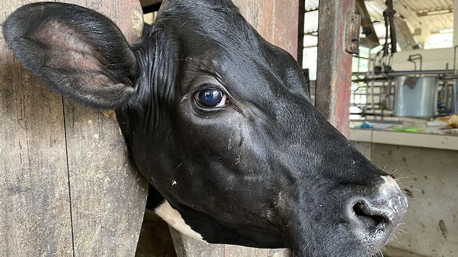 Bovino com olho lacrimejante em instalação de manejo, imagem contextual sobre o mal do olho