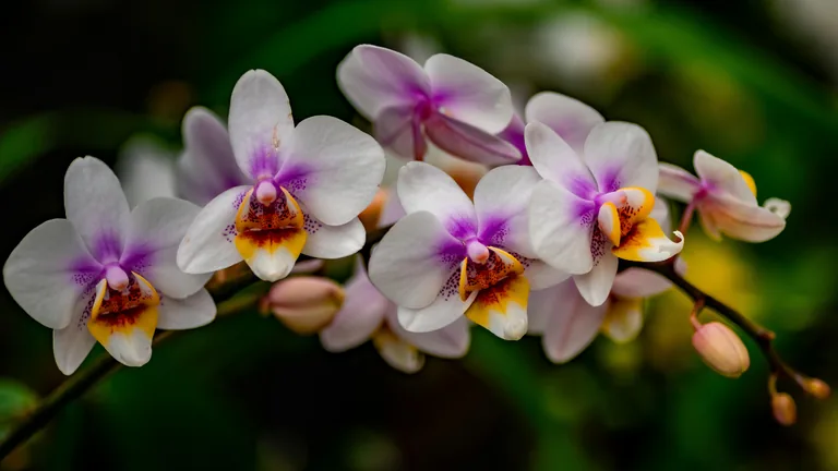 Orquídeas brasileiras em florescimento, imagem contextual para a abertura de mercado internacional