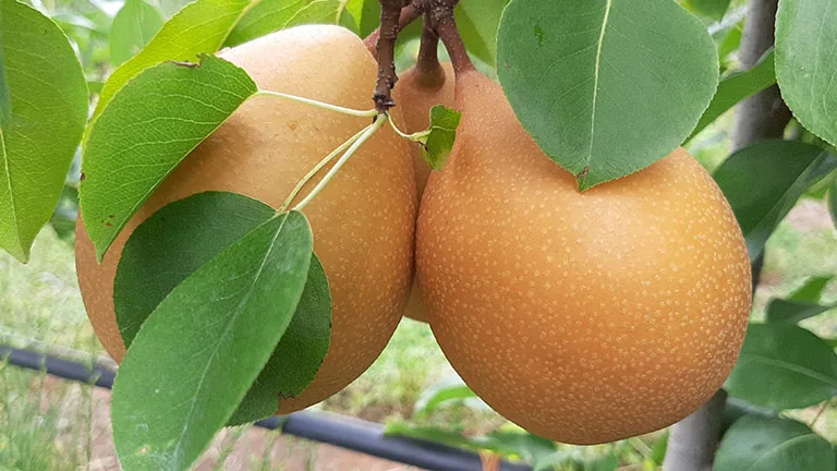 Frutos da cultivar de pera BRS Áurea em ramo com folhas