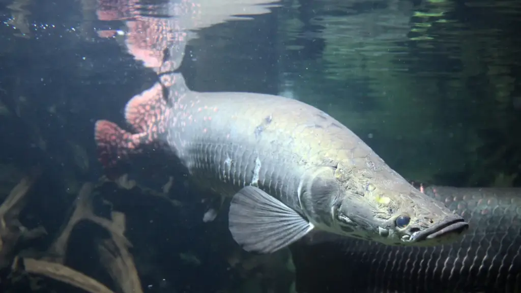Pirarucu em ambiente aquático, imagem contextual para notícia sobre manejo sustentável