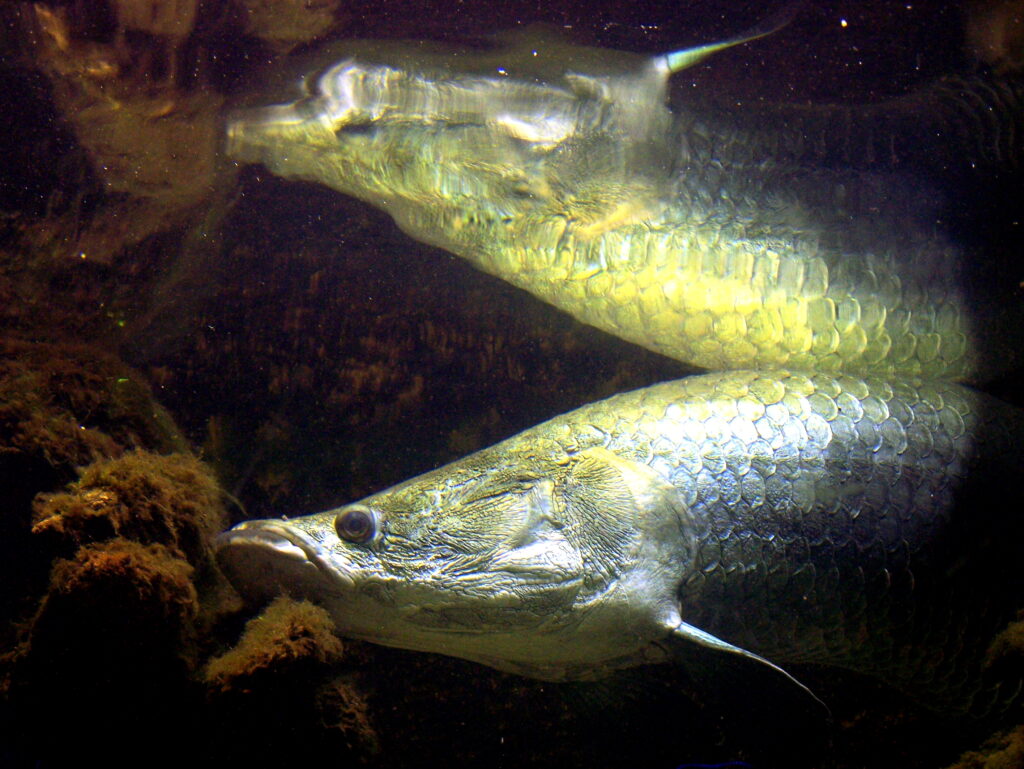 Pirarucus nadando em ambiente aquático