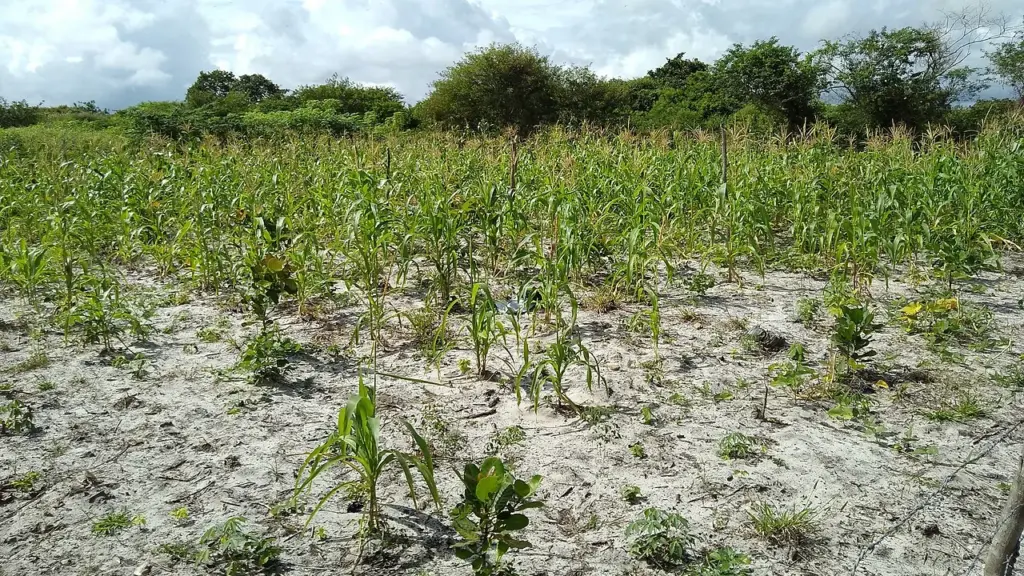 Pequena lavoura de milho em Pacajus, no Ceará, imagem contextual para o Plano Safra da Agricultura Familiar