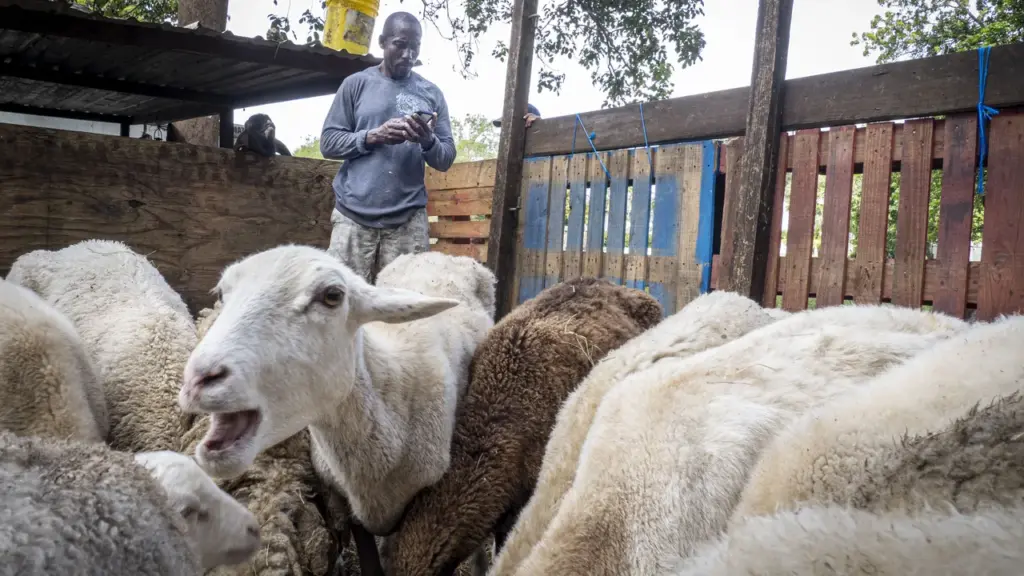 Produtor rural consulta o celular enquanto maneja ovinos em instalação rural