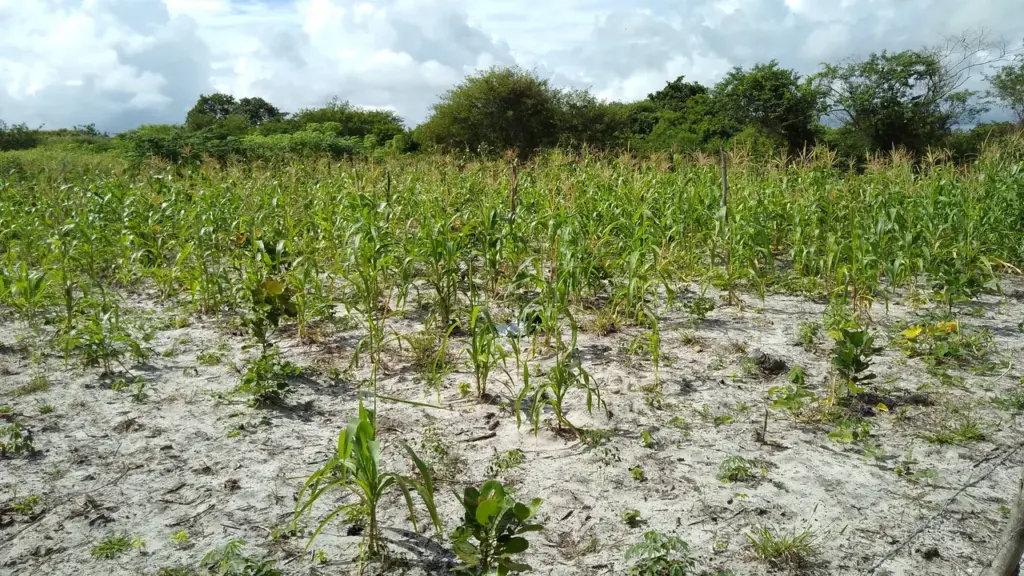 Plantação de milho em área de cultivo no Ceará
