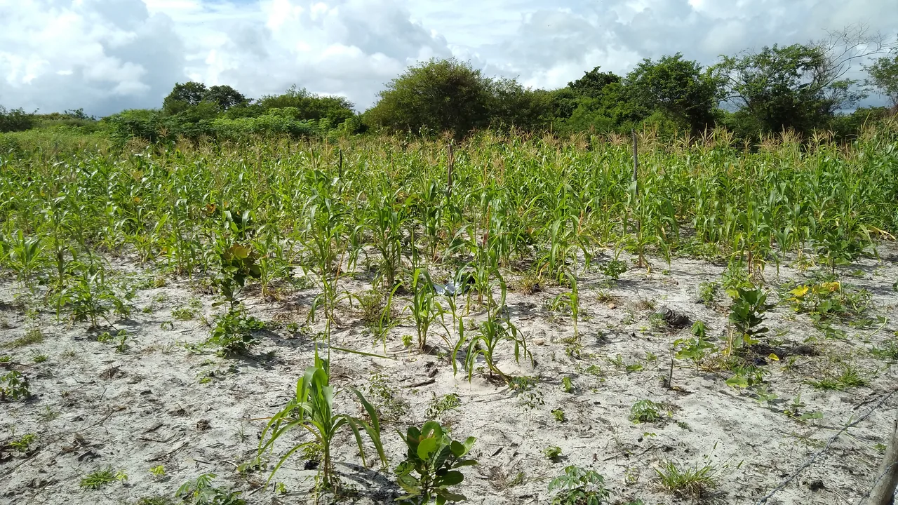 Plantação de milho em área de cultivo no Ceará