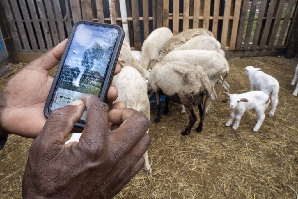 Produtor rural consulta informações em celular dentro de instalação com criação de ovinos