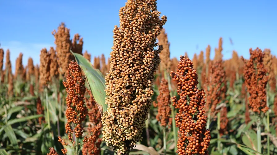 Panículas de sorgo granífero em lavoura, imagem contextual dos programas de baixo carbono