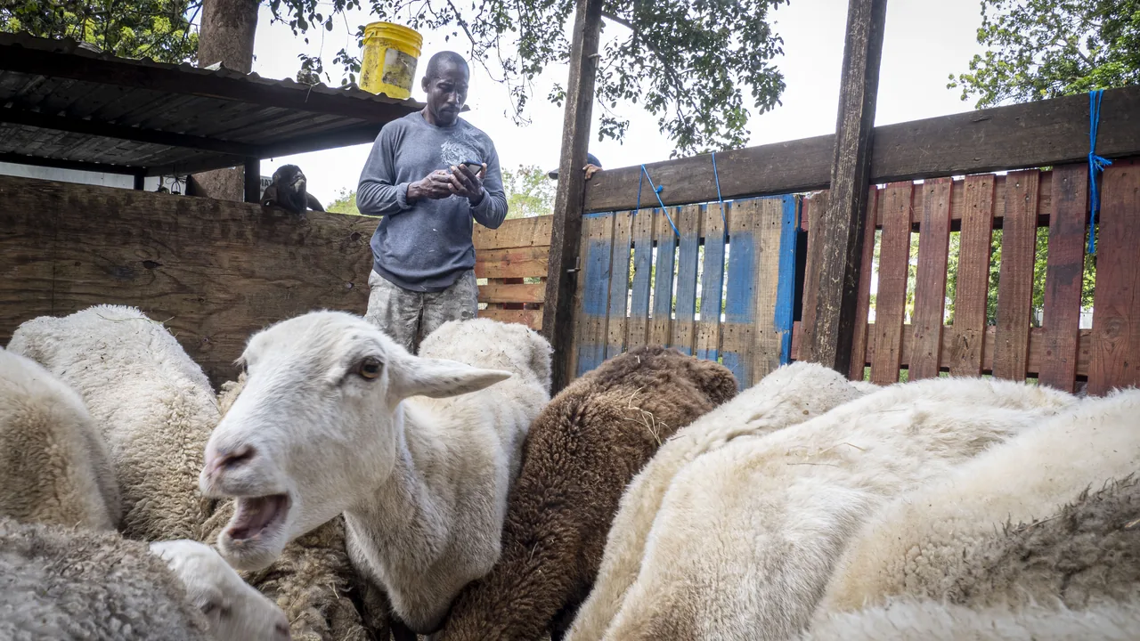 Produtor rural consulta o celular junto a ovinos em instalação de criação