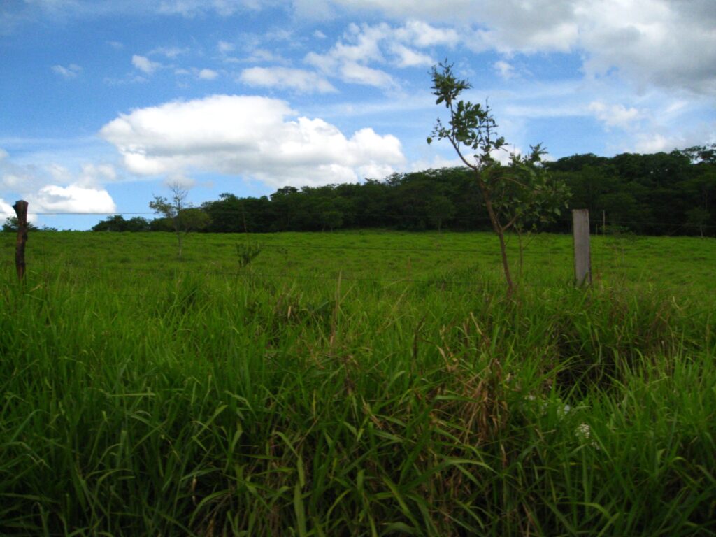 Pastagem cercada em propriedade rural de Montes Claros, Minas Gerais