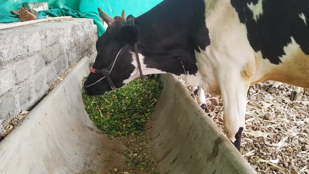 Bovinos consumindo alimento picado em cocho
