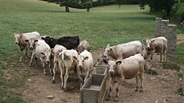Bovinos reunidos junto a cochos em área de pastagem
