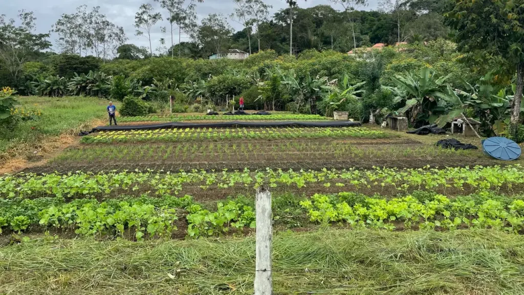 Canteiros diversificados em propriedade de agricultura familiar