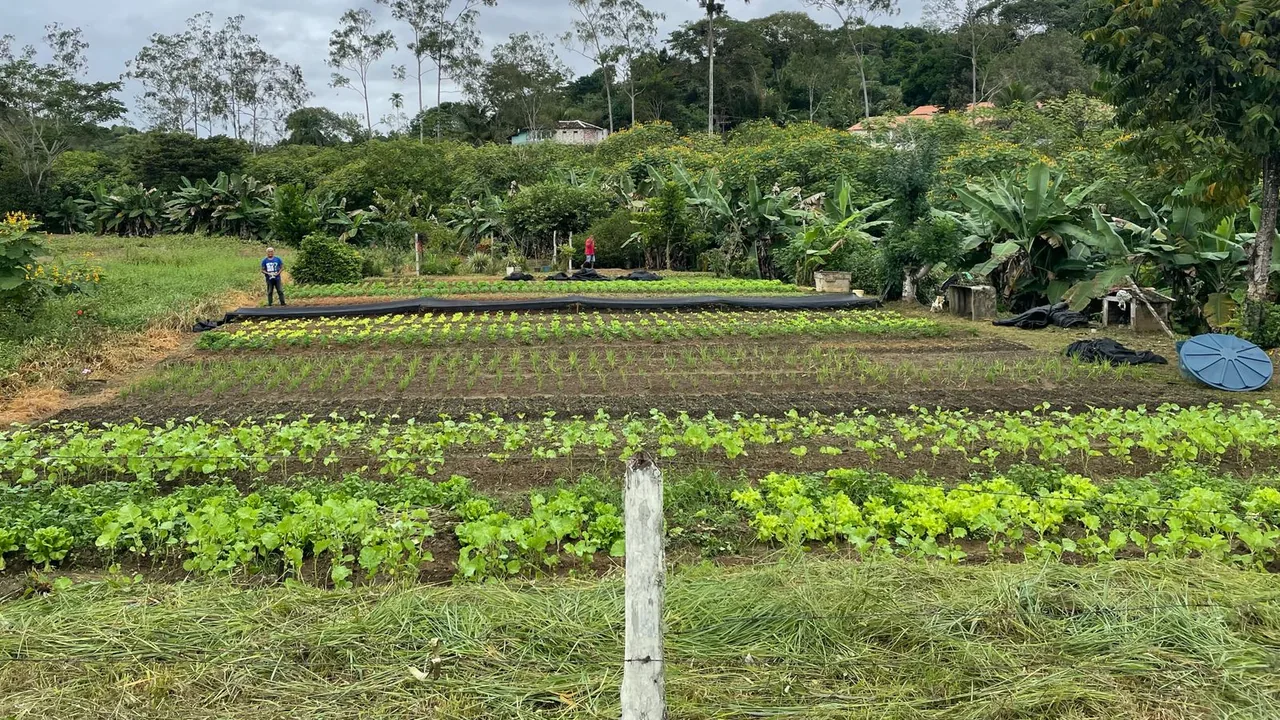 Canteiros diversificados em propriedade de agricultura familiar