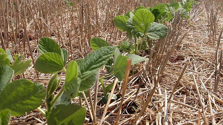 Plantas jovens de soja crescendo sobre palhada no solo