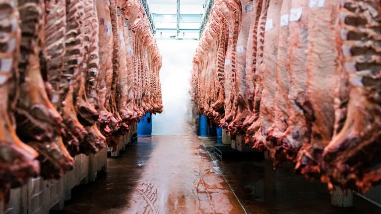 Câmara de processamento de carnes com carcaças suspensas