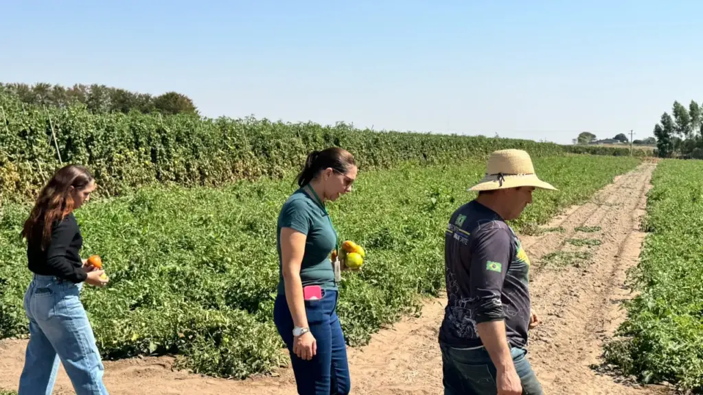 Equipe acompanha cultivo comercial de tomate em propriedade rural de Primavera do Leste