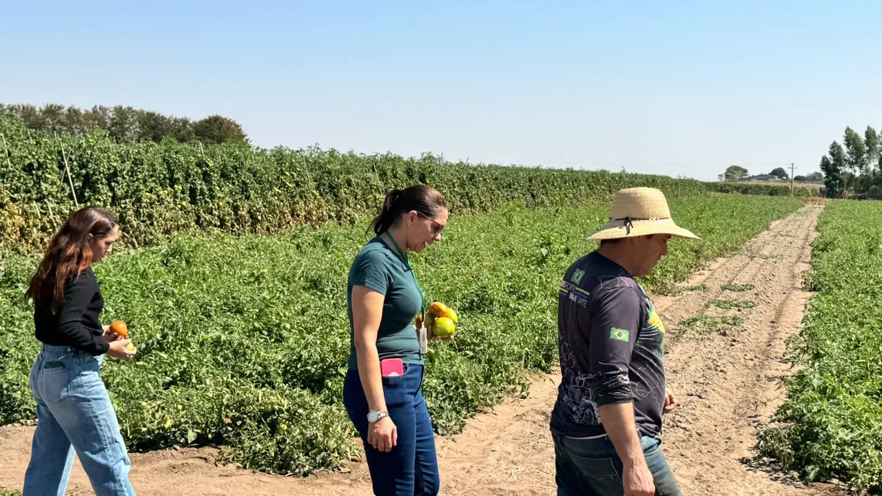 Equipe acompanha cultivo comercial de tomate em propriedade rural de Primavera do Leste