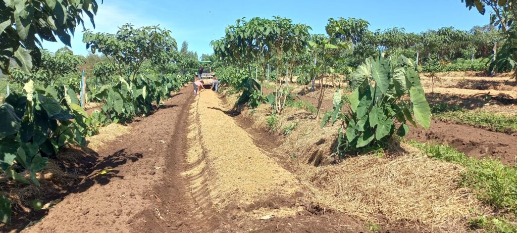 Área agrícola diversificada com cobertura de palha no solo e trabalhadores entre os canteiros