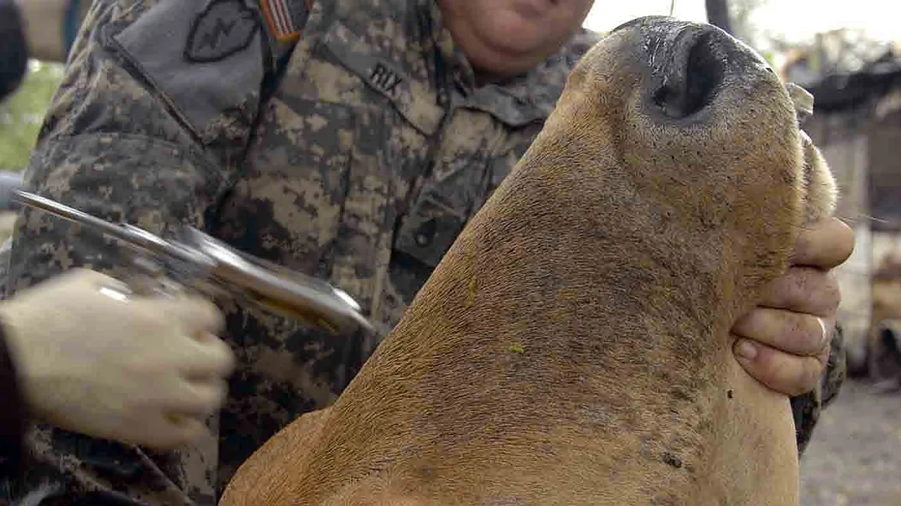 Bovino contido durante aplicação de vacina veterinária; imagem contextual
