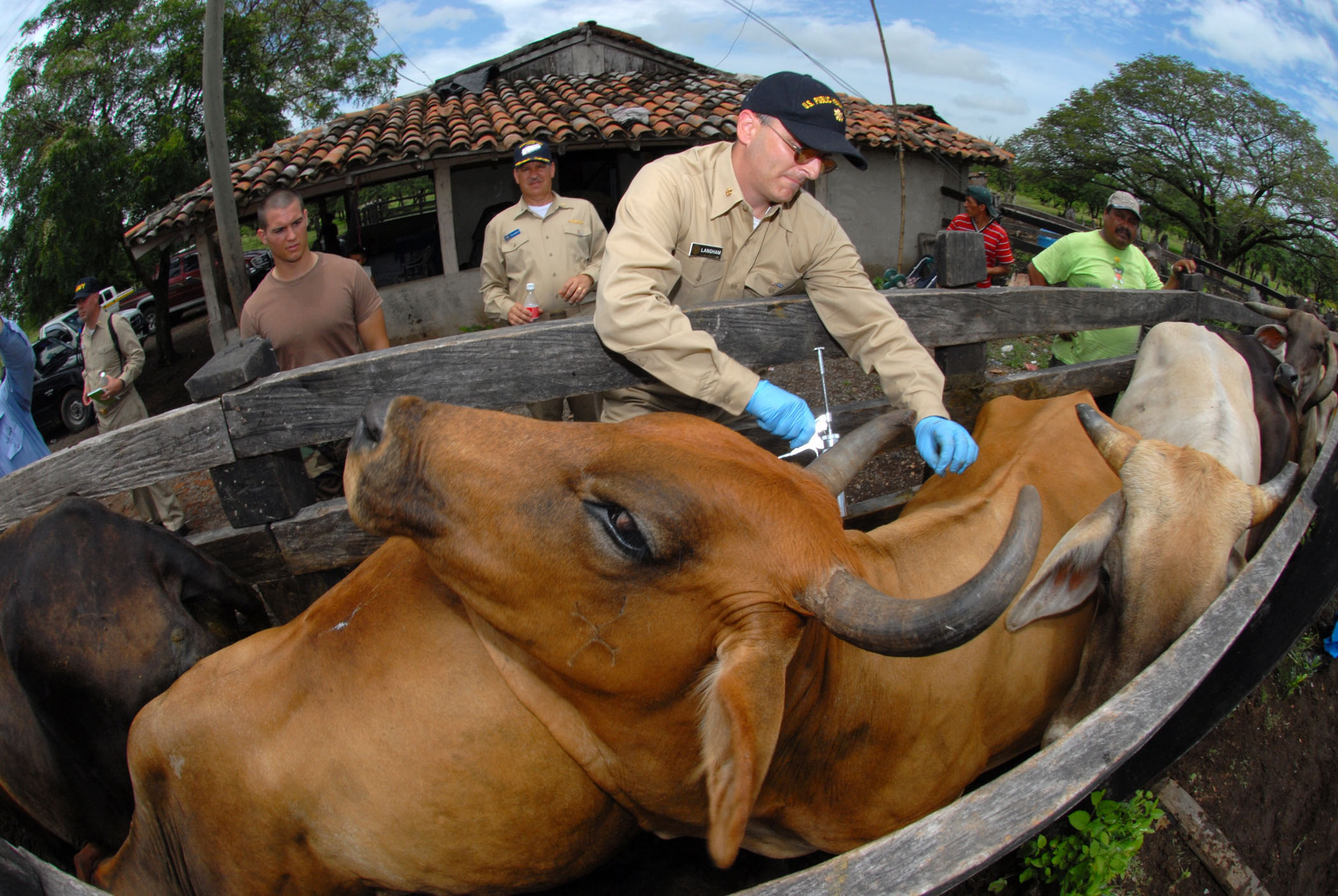 Profissional aplica produto veterinário injetável em bovino contido no curral