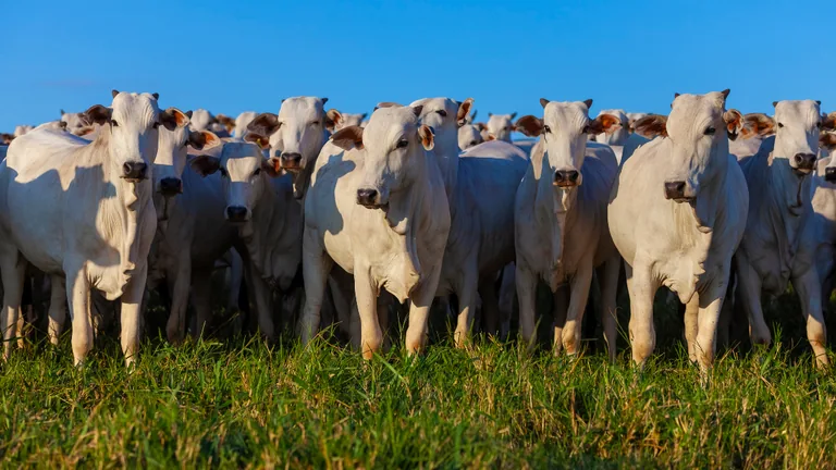 Bovinos em pastagem usados para ilustrar o peso da pecuária no Valor Bruto da Produção Agropecuária