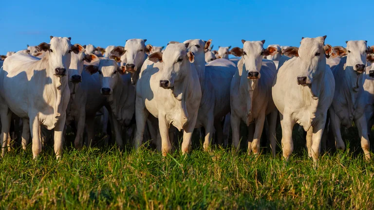 Rebanho bovino em pastagem, imagem contextual para o Valor Bruto da Produção Agropecuária