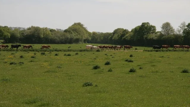 Vacas leiteiras em pastagem, imagem contextual sobre a cadeia do leite