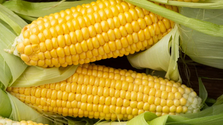 Espigas de milho amarelo com palha, imagem contextual para explicar o Zarc