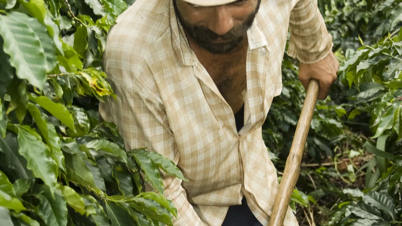 Agricultor trabalha em lavoura de café no Brasil.