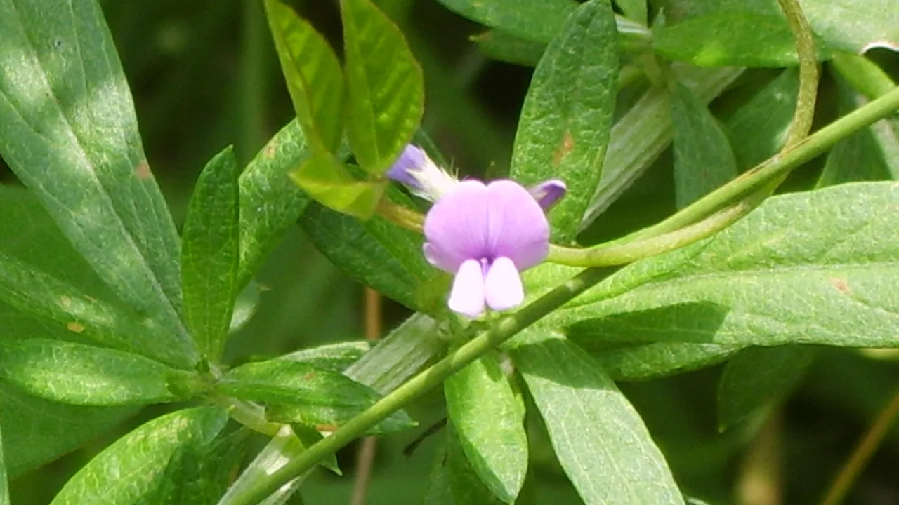 Flor de Glycine soja, a soja-brava, em uma planta