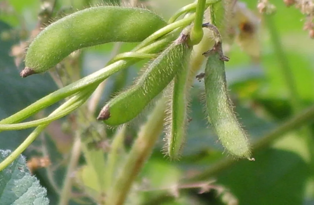 Vagens de Glycine soja, a soja-brava, em uma planta