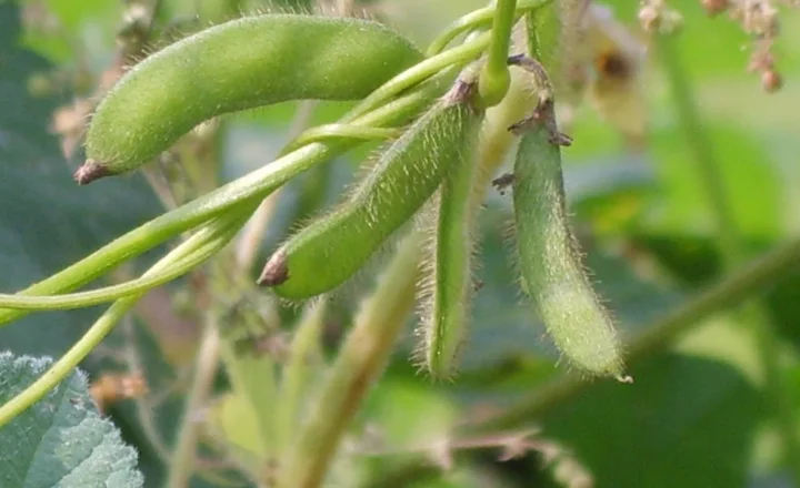 Vagens de Glycine soja, a soja-brava, em uma planta