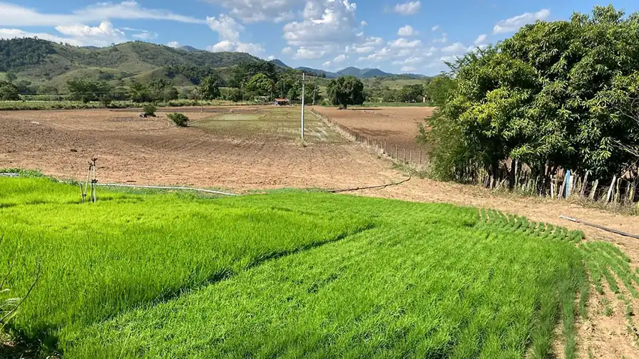 Área de cultivo do Arroz Anã de Porto Marinho, com lavoura e morros ao fundo.