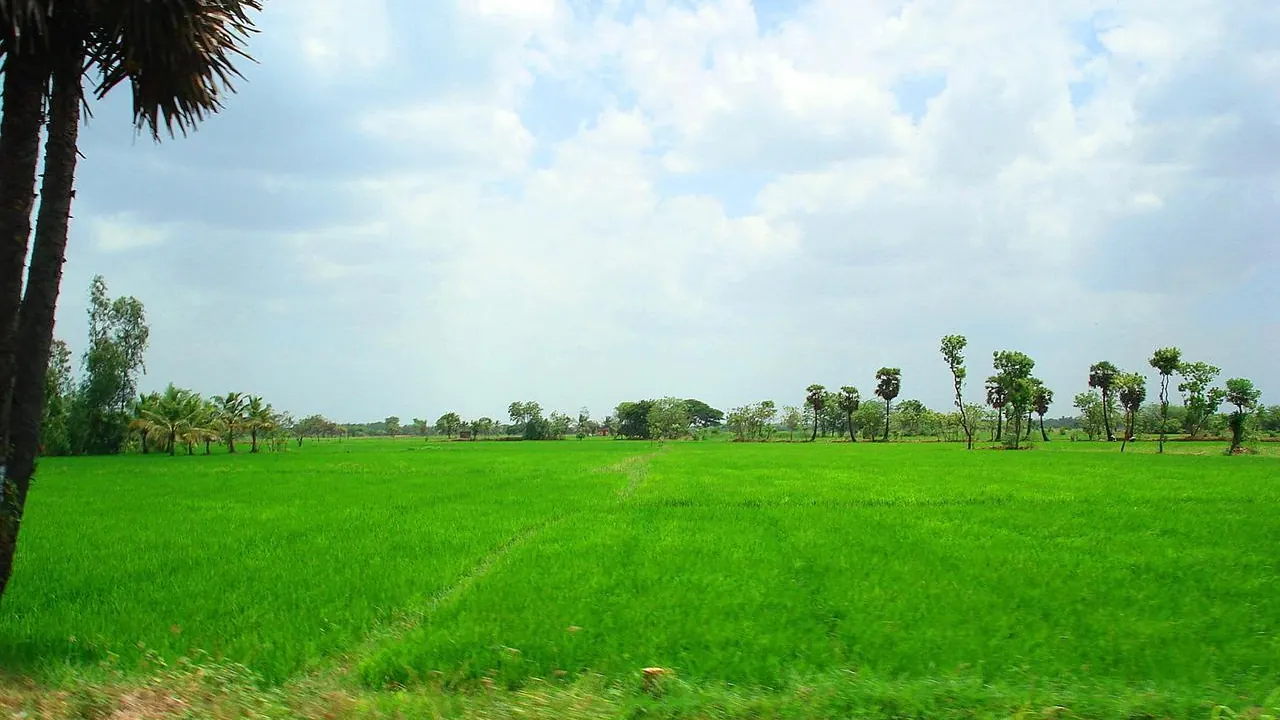 Campo de arroz visto em área rural