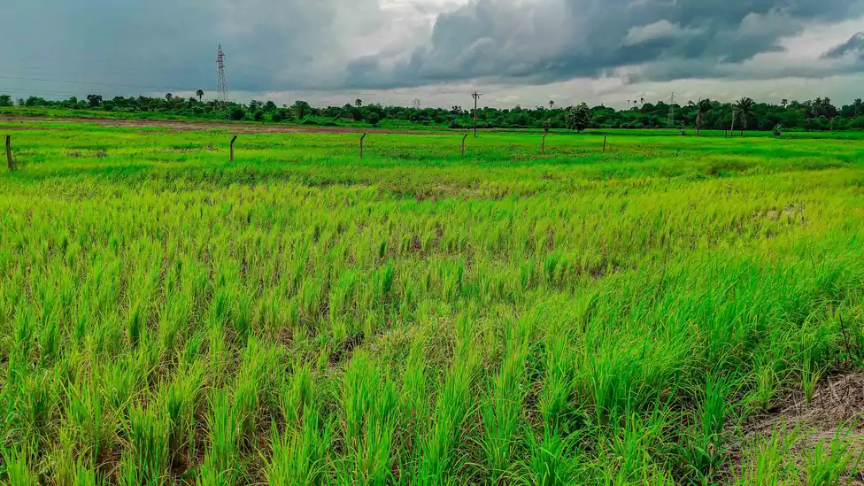 Lavoura de arroz em campo aberto