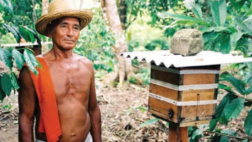 Apicultor ao lado de uma colmeia em área de produção