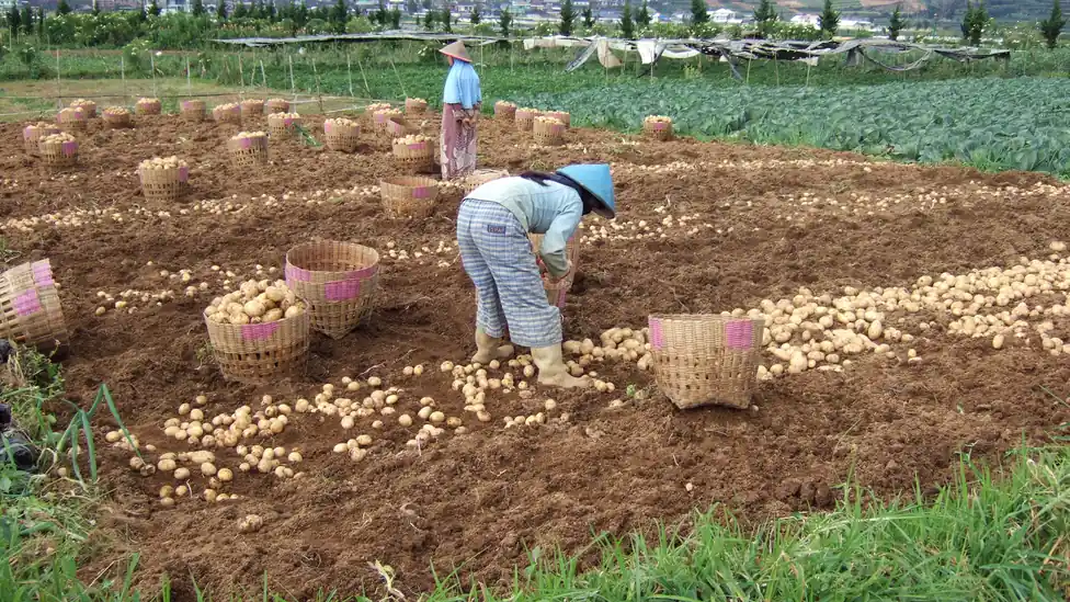 Trabalhadores colhem batatas em uma lavoura