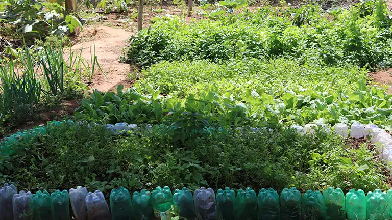 Horta diversificada em pequena propriedade