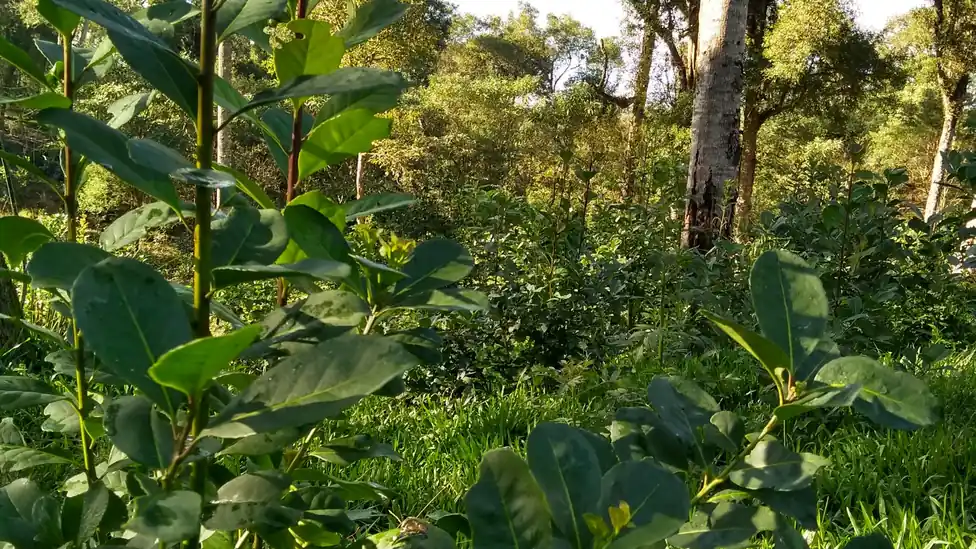 Erval de erva-mate sombreado sob árvores na Floresta com Araucárias