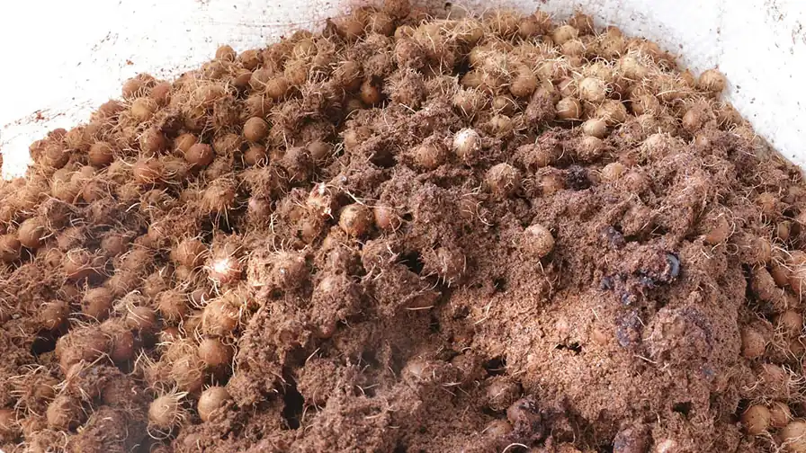 Caroços de açaí acumulados, coproduto estudado para produzir nanofertilizante